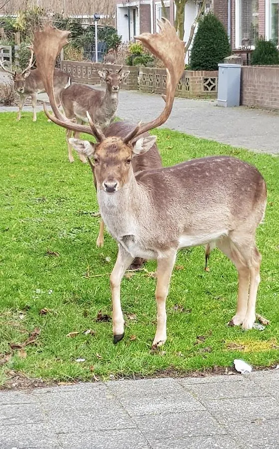 Het Zonnetje Daire Zandvoort 0*,  Hollanda